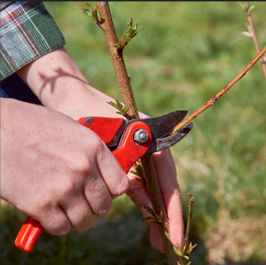 Pruning